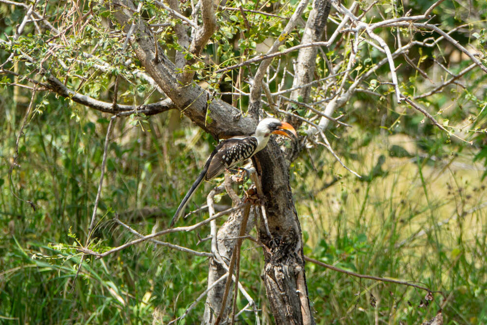 Image of Jackson's Hornbill