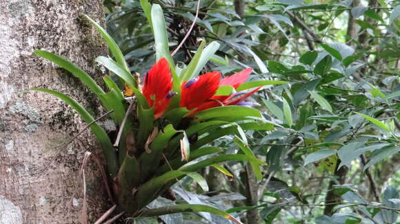 Image of Tillandsia multicaulis Steud.