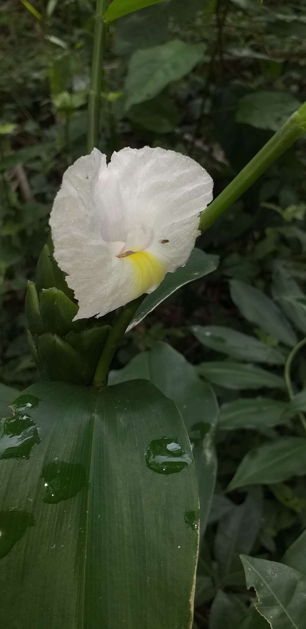 Image of Costus arabicus L.