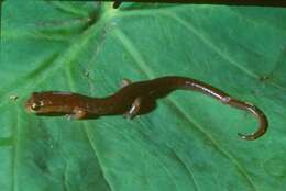 Image of Chiropterotriton ceronorum Parra-Olea, García-Castillo, Rovito, Maisano, Hanken & Wake 2020