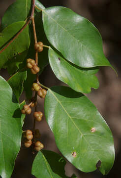 Image of Weeping Cleistanthus