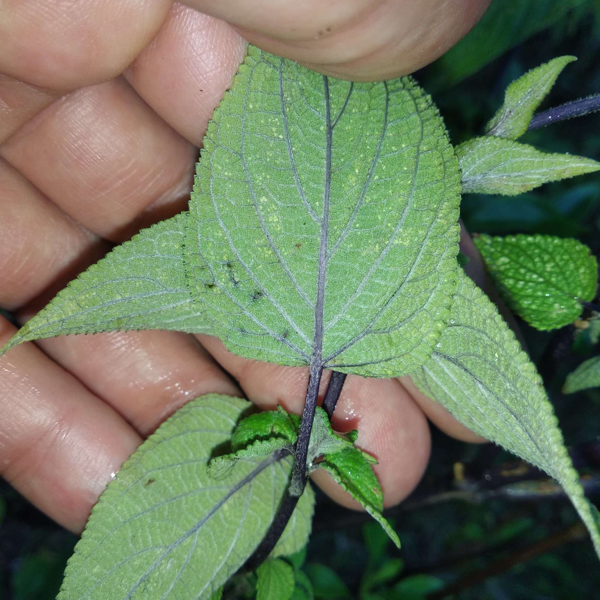 Image de Salvia concolor Lamb. ex Benth.