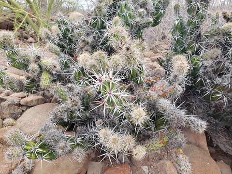 Corynopuntia invicta (Brandegee) F. M. Knuth resmi