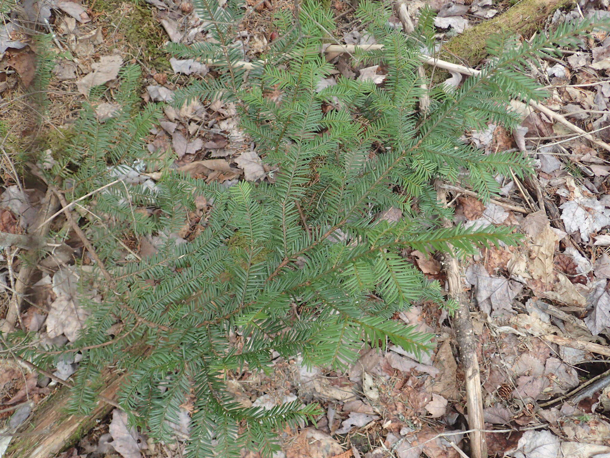 Image of Canada yew