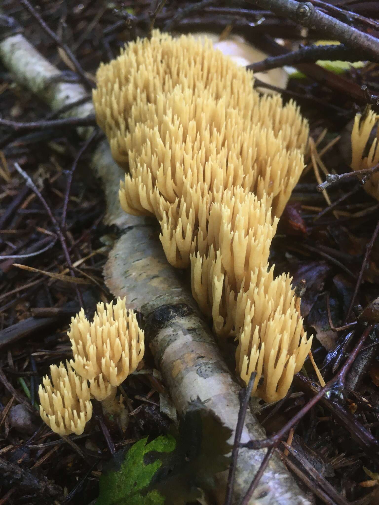 Image of Phaeoclavulina eumorpha (P. Karst.) Giachini 2011