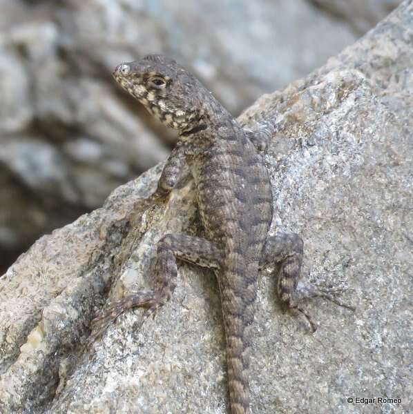 Image of Etheridge's Lava Lizard