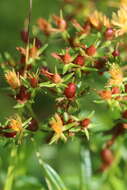 Sivun Hypericum adpressum W. C. P. Barton kuva