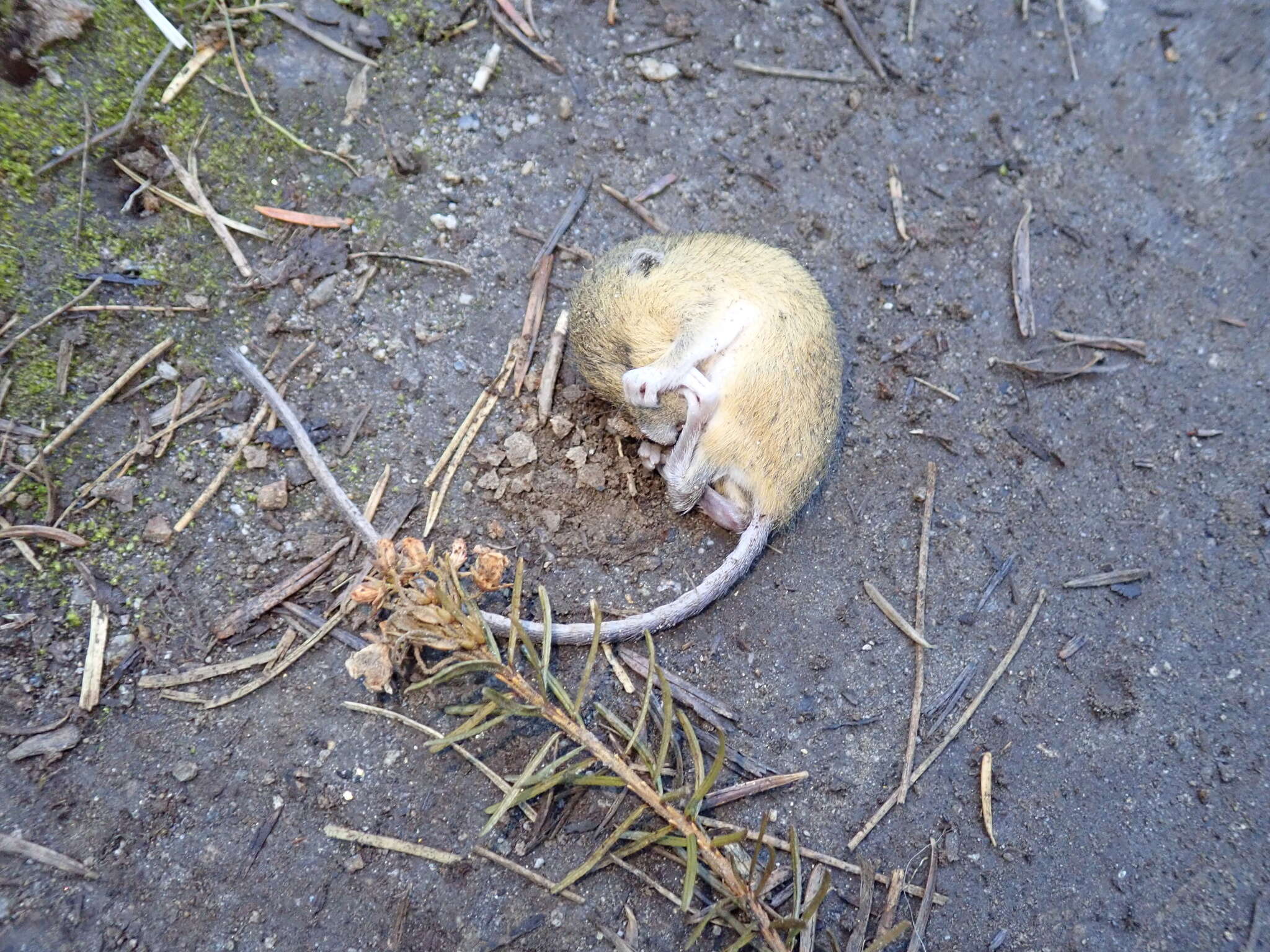 Image of Pacific Jumping Mouse