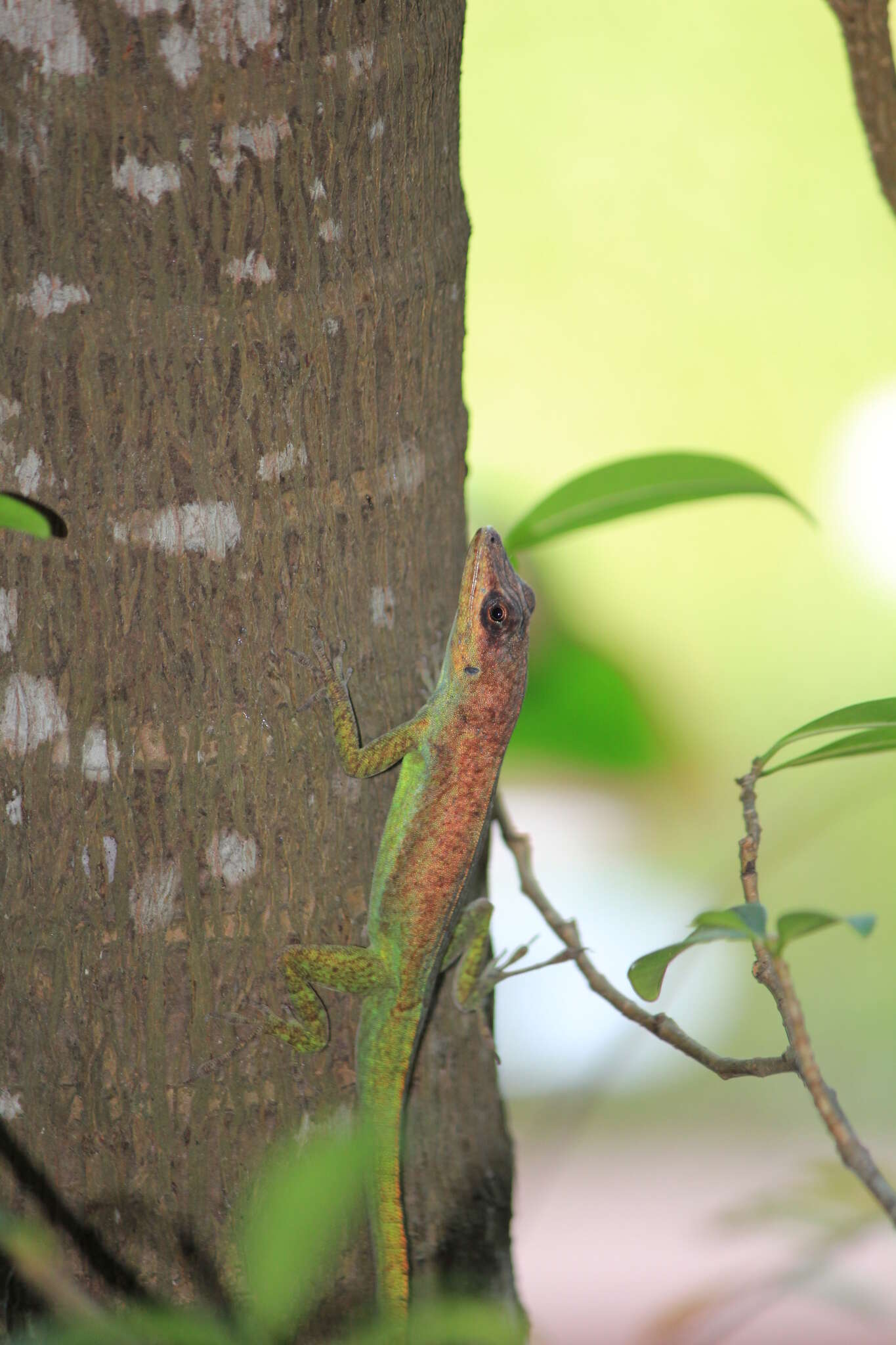 Image of Bronze Anole