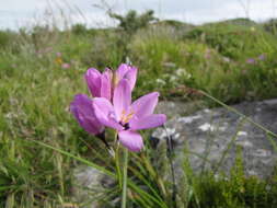 Image of Ixia purpureorosea G. J. Lewis