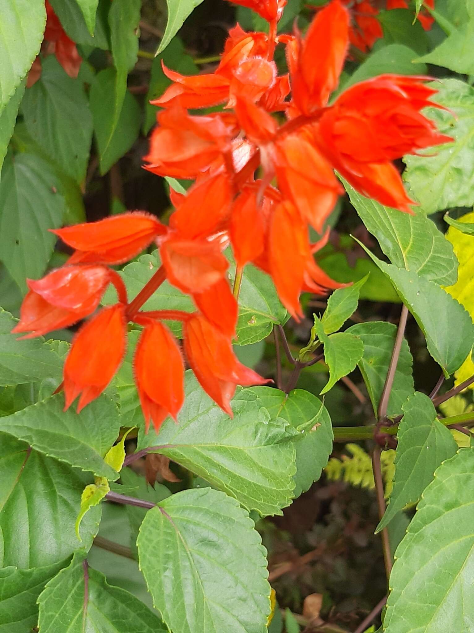 Imagem de Salvia splendens Sellow ex Nees