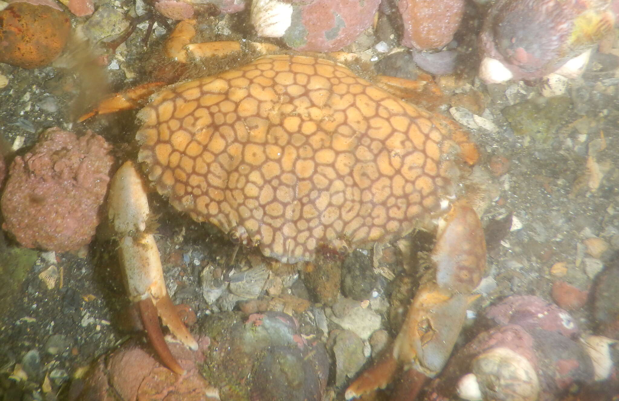 Слика од Cycloxanthops sexdecimdentatus (H. Milne Edwards & Lucas 1843)