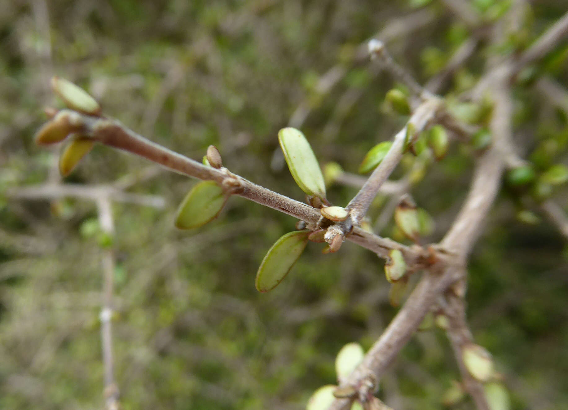 Image of Coprosma obconica Kirk