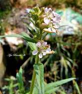 Image of Cuphea angustifolia Jacq. ex Koehne