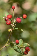 Image of Rosa beggeriana Schrenk