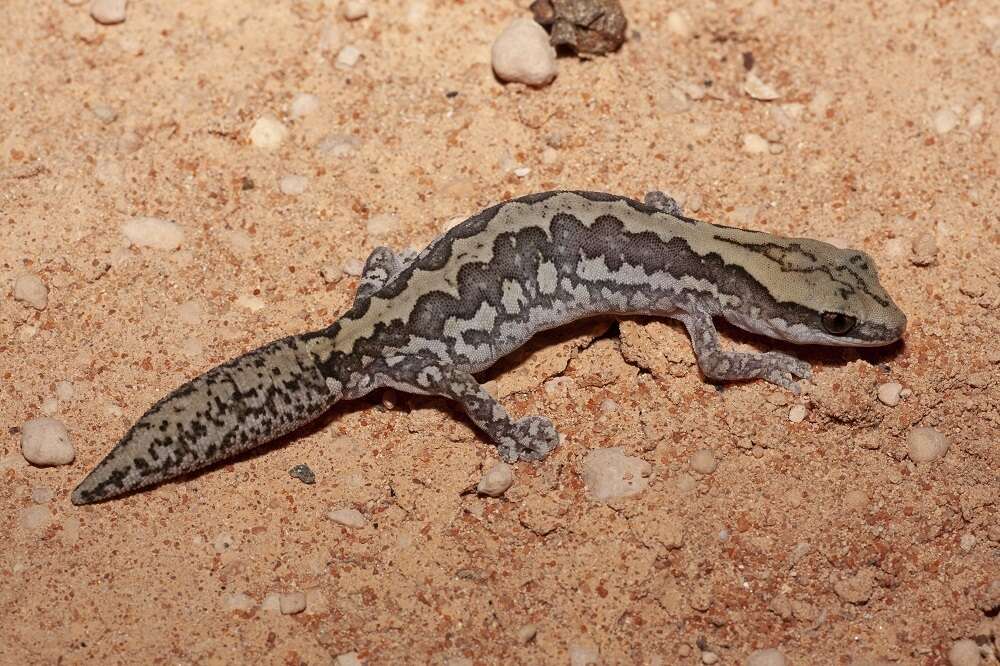 Image of Ornate Stone Gecko