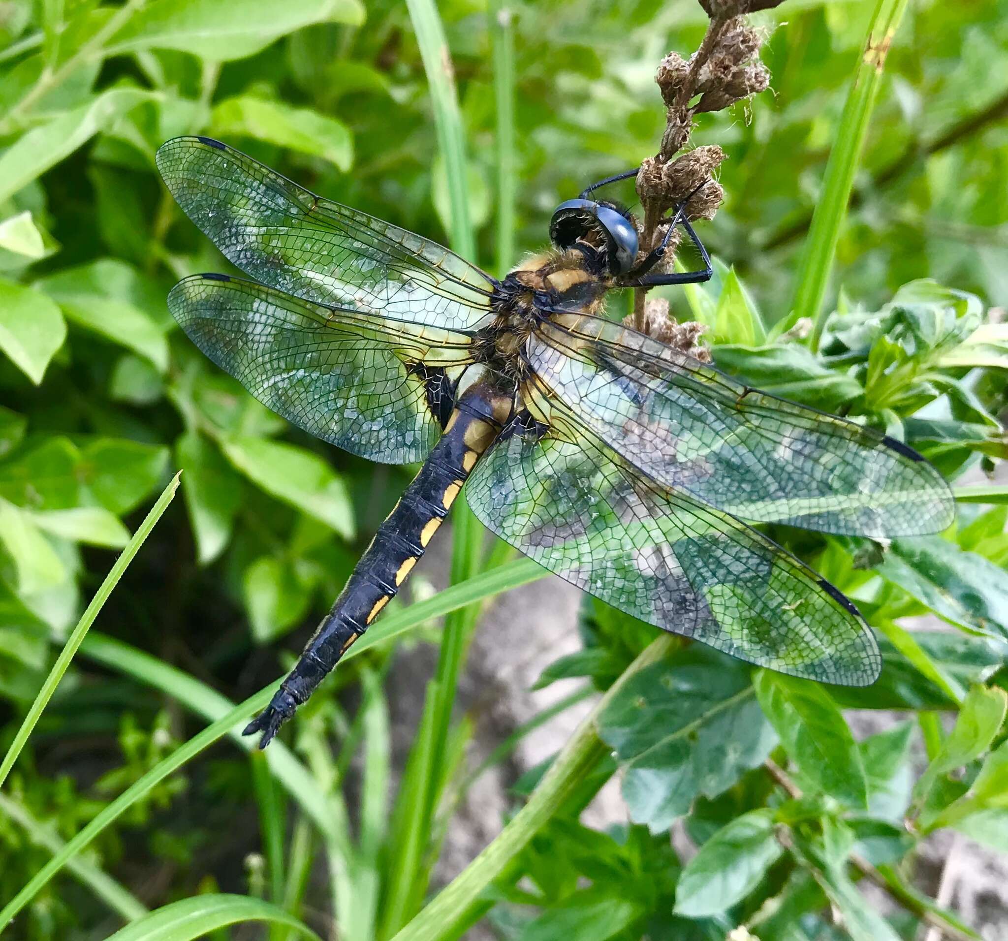 Image of eurasian baskettail