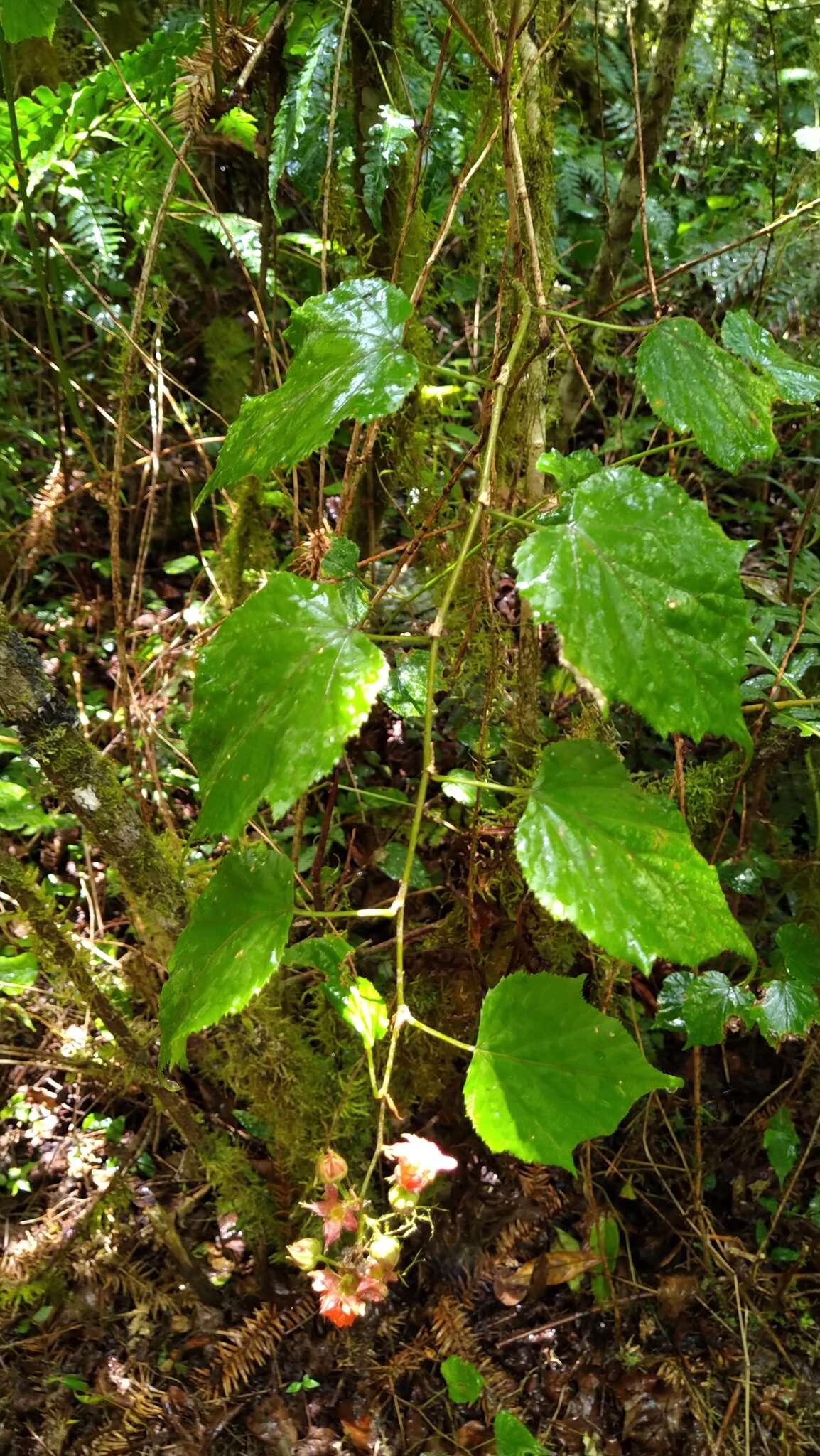 Image of Rubus lambertianus var. glandulosus Cardot