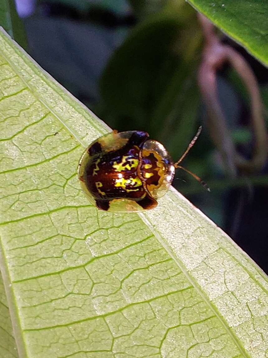 Deloyala insubida (Boheman 1855)的圖片