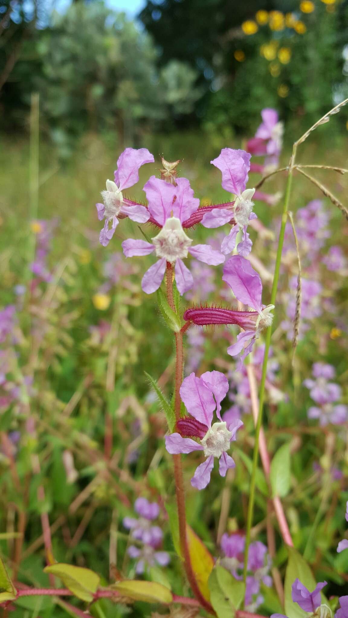 Image of creeping waxweed