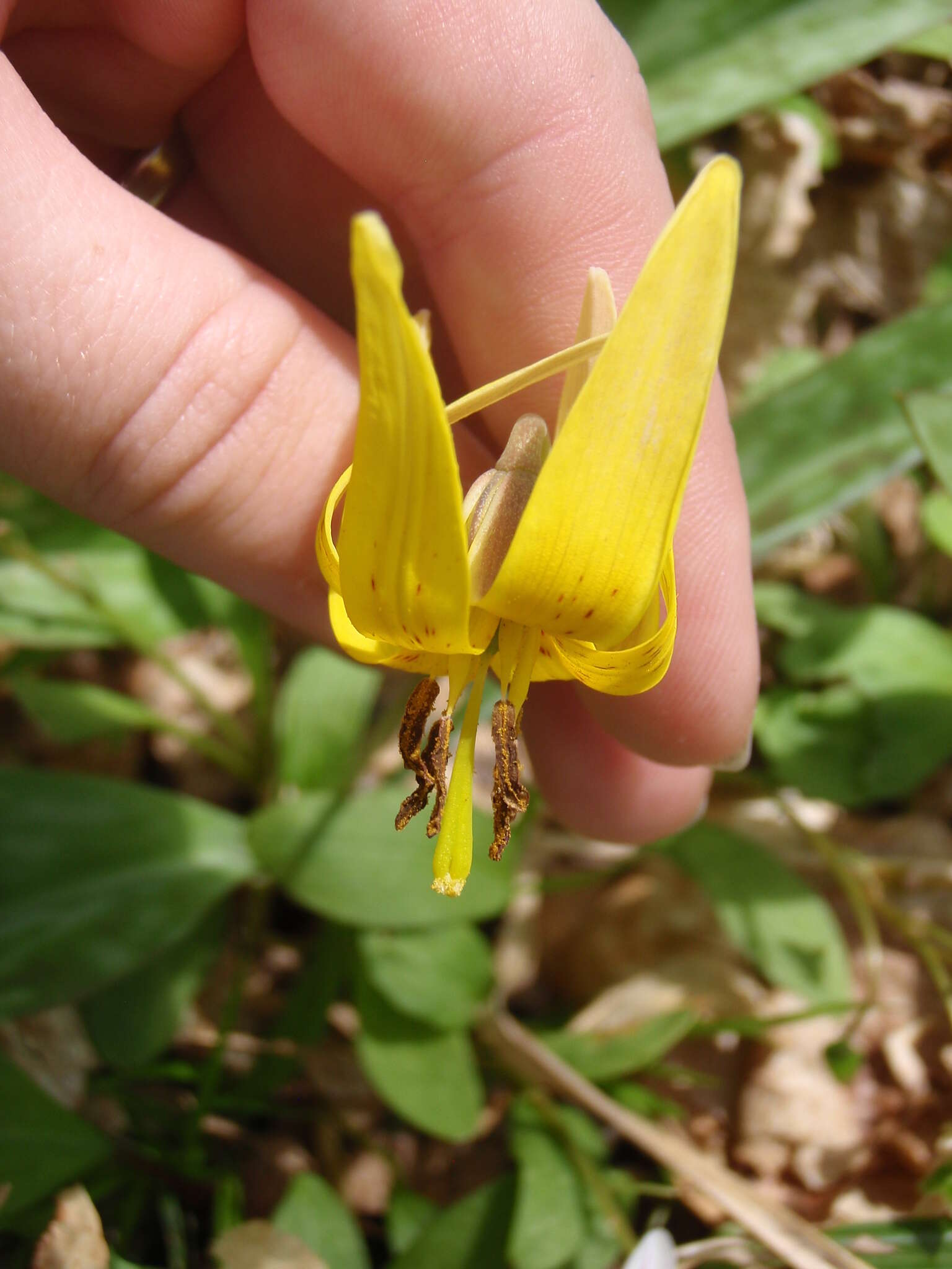 Imagem de Erythronium americanum Ker Gawl.