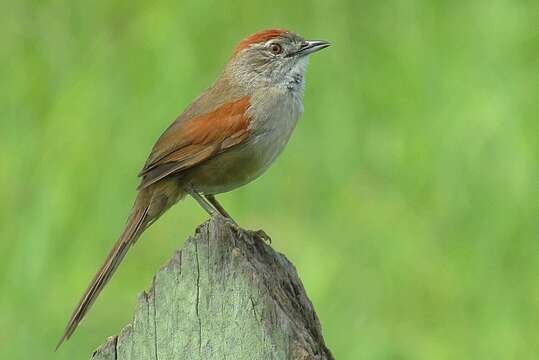 Image of Pale-breasted Spinetail