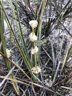 Sivun Lomandra leucocephala (R. Br.) Ewart kuva