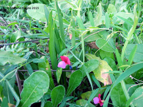 Imagem de Lathyrus clymenum L.