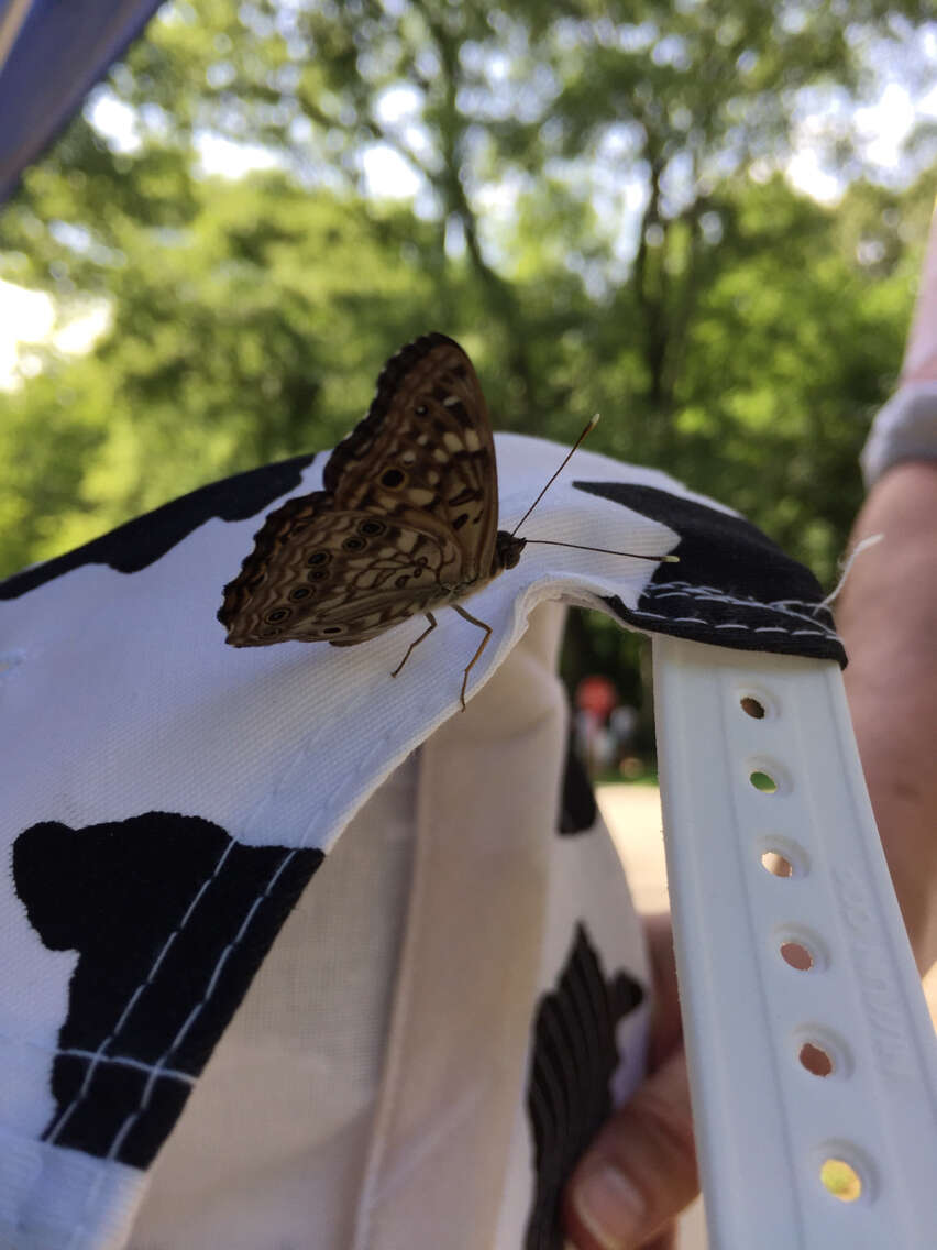 Image of Hackberry Emperor