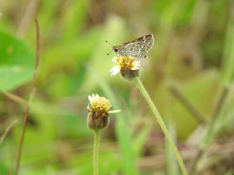 Image of Grey-veined Grass Dart