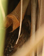 Image of Madagascar Scops-owl