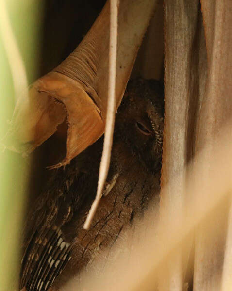 Image of Madagascar Scops-owl