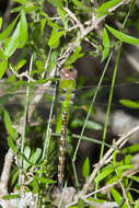 Image of Amazon Darner