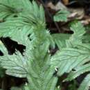 Image of Selaginella pedata Kl.