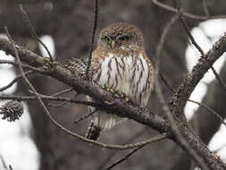 Plancia ëd Glaucidium gnoma Wagler 1832