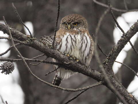 Image of Mountain Pygmy Owl