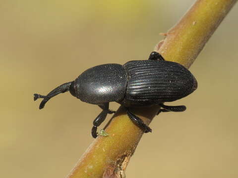 Imagem de Scyphophorus acupunctatus Gyllenhal 1838