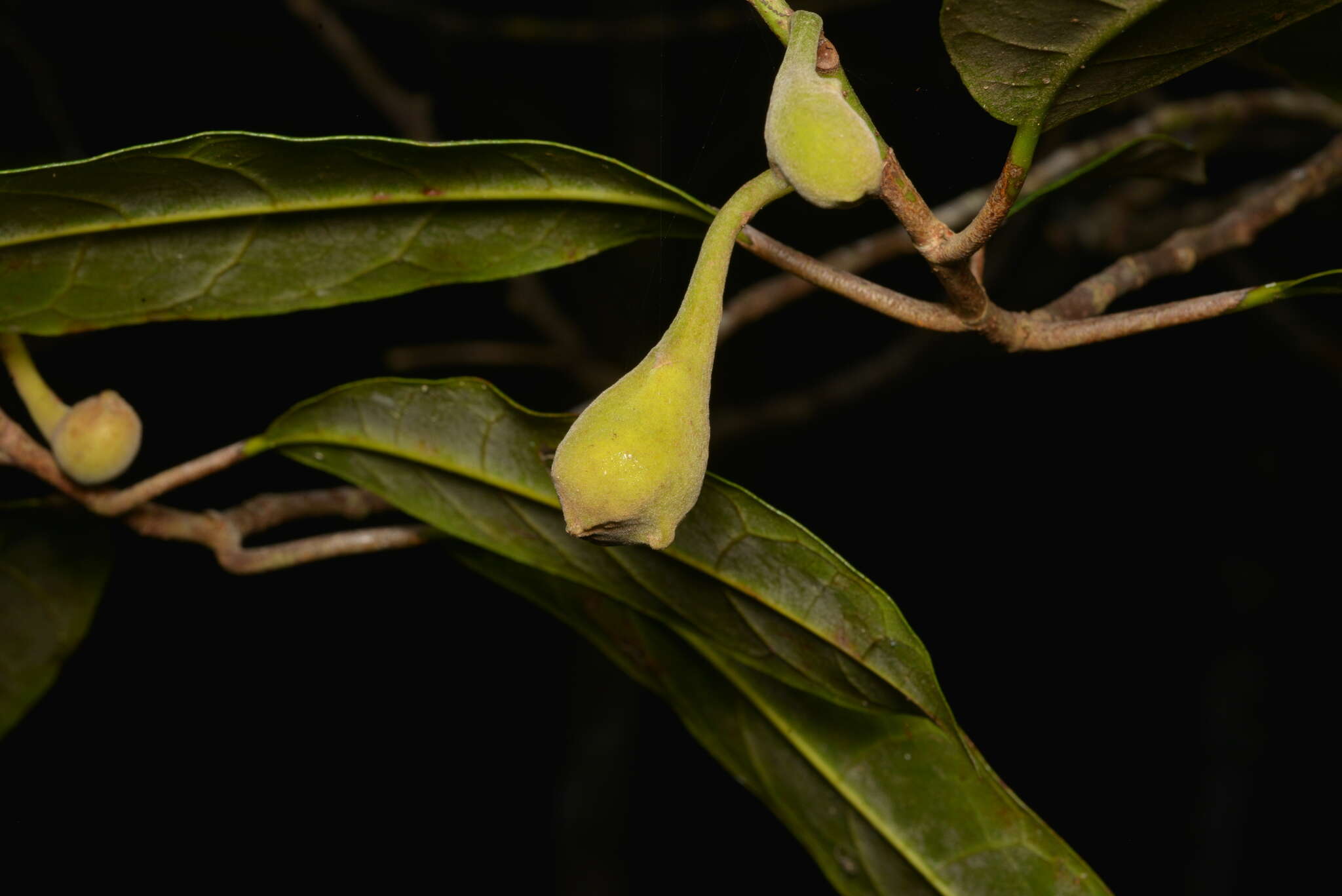 Image of Sparattosyce dioica Bur.