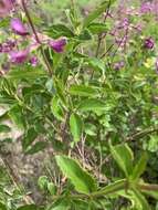 Image of Ocimum serratum (Schltr.) A. J. Paton