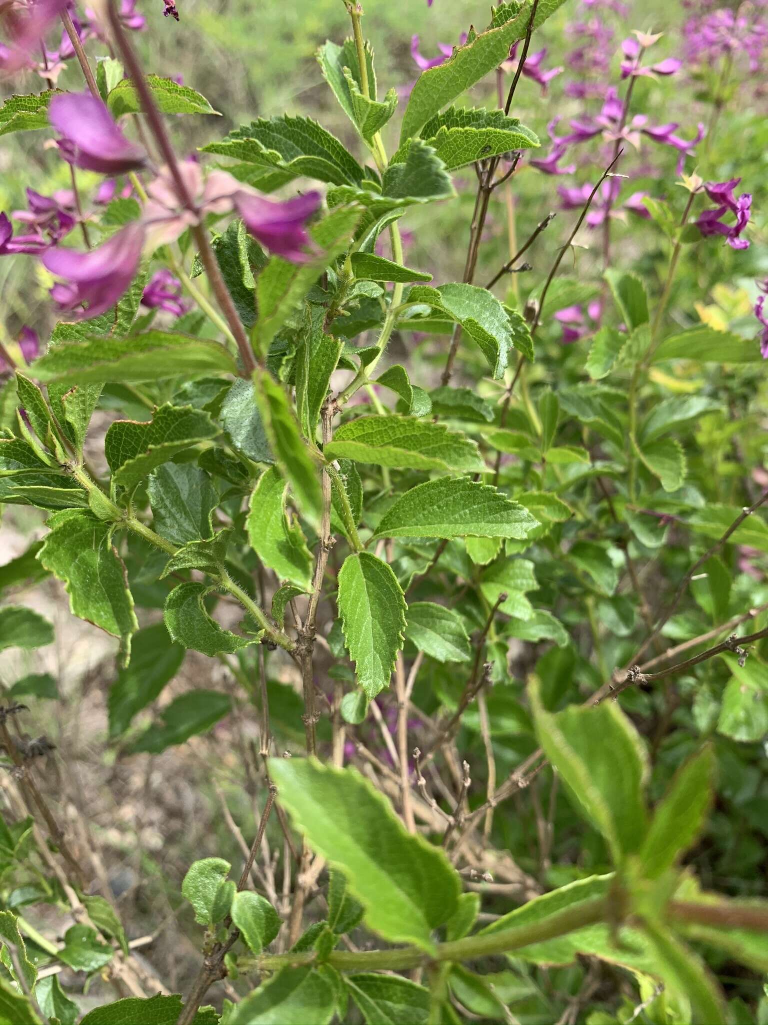 Ocimum serratum (Schltr.) A. J. Paton的圖片