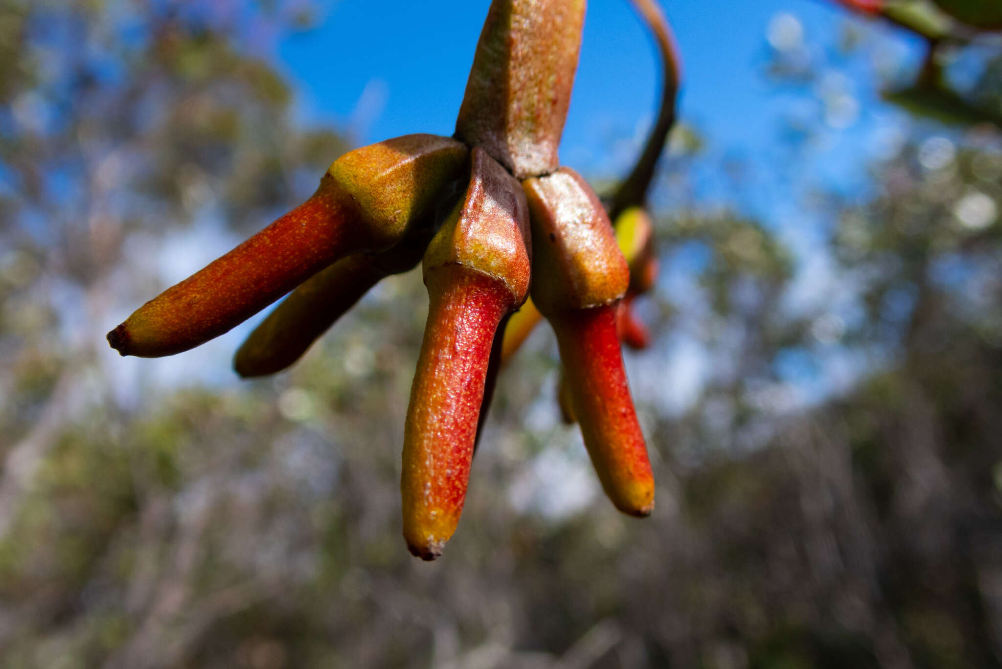Image of Eucalyptus platypus subsp. platypus