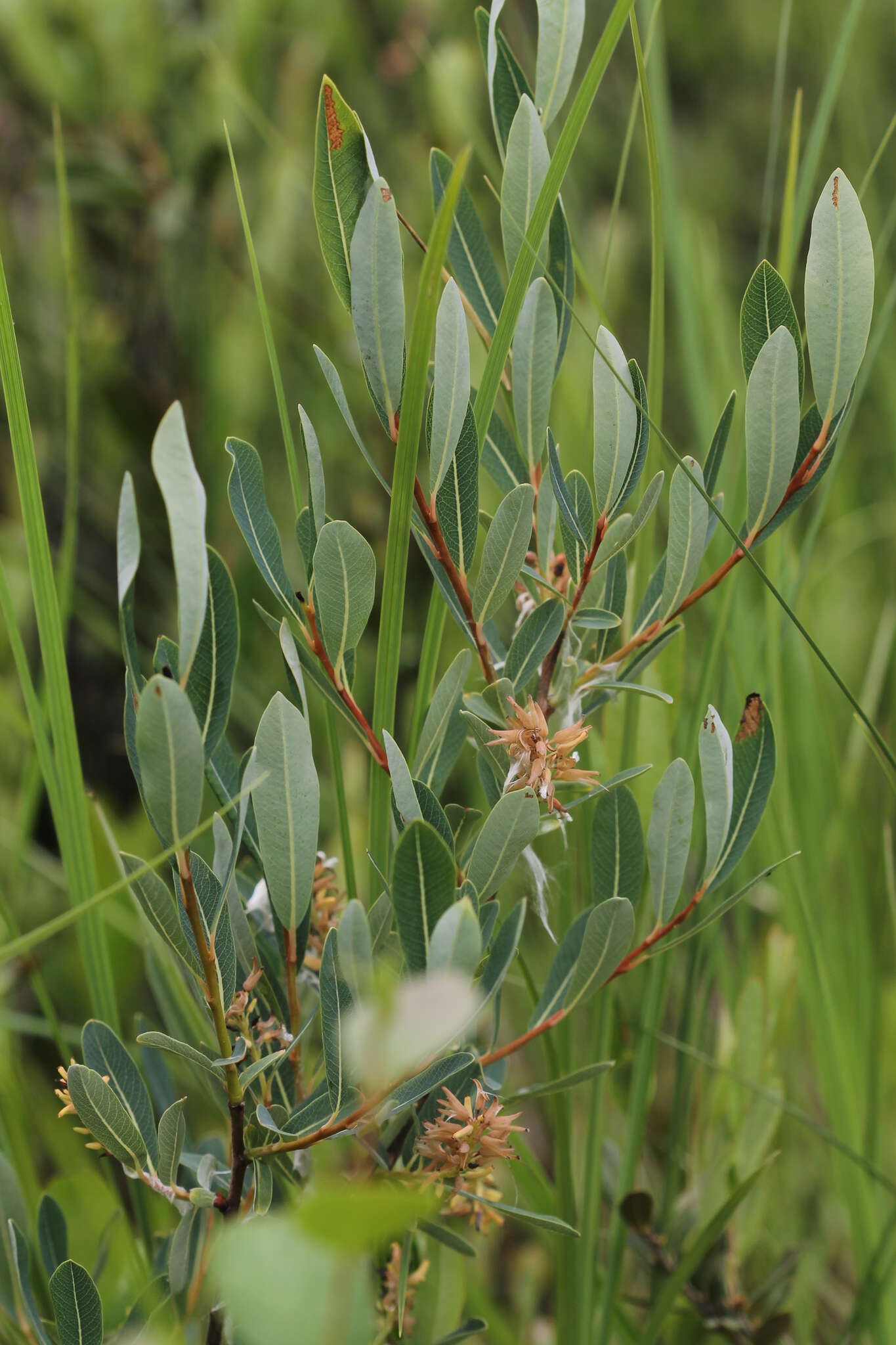 Salix pedicellaris Pursh的圖片