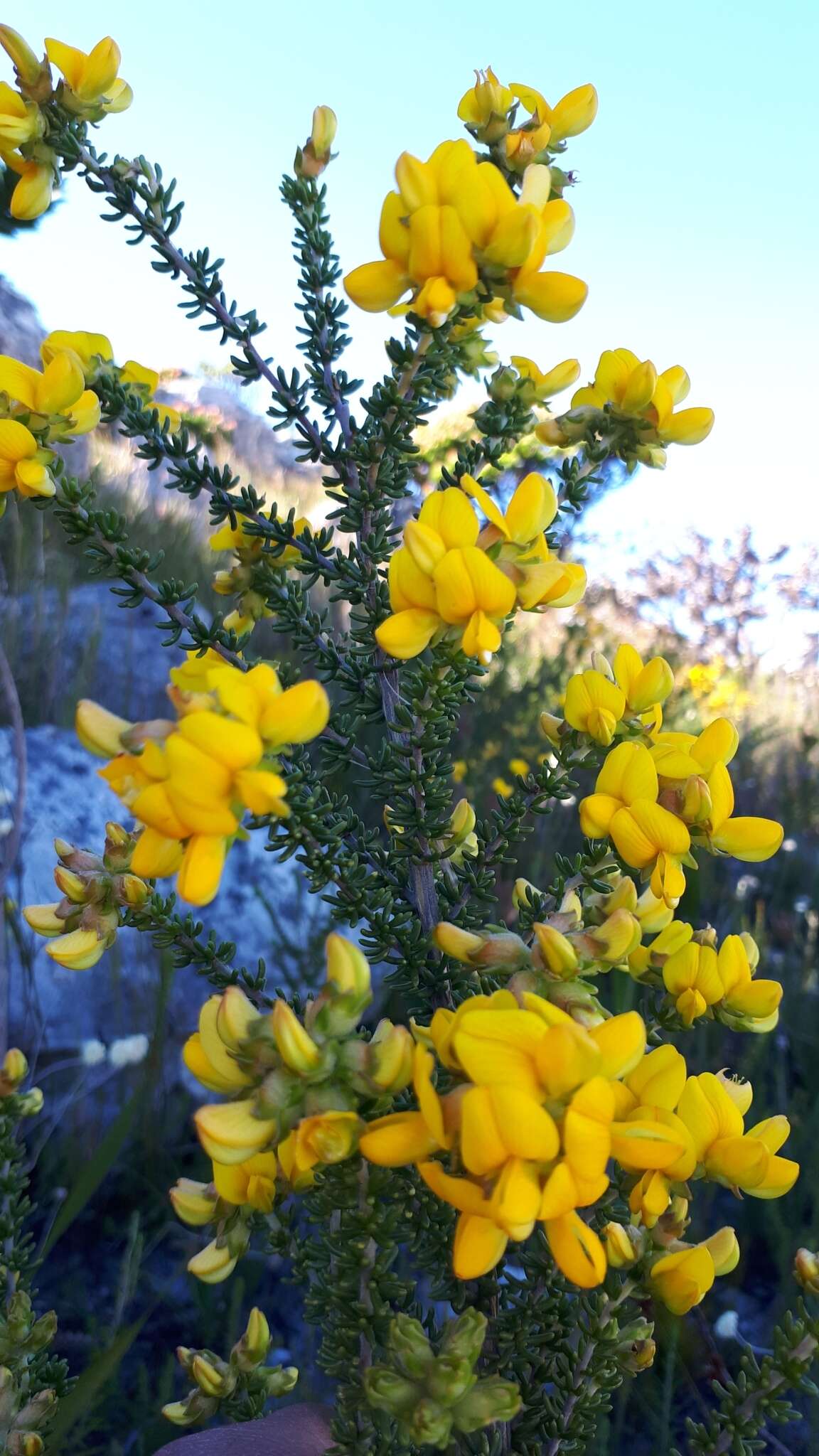 صورة Aspalathus capensis (Walp.) R. Dahlgren