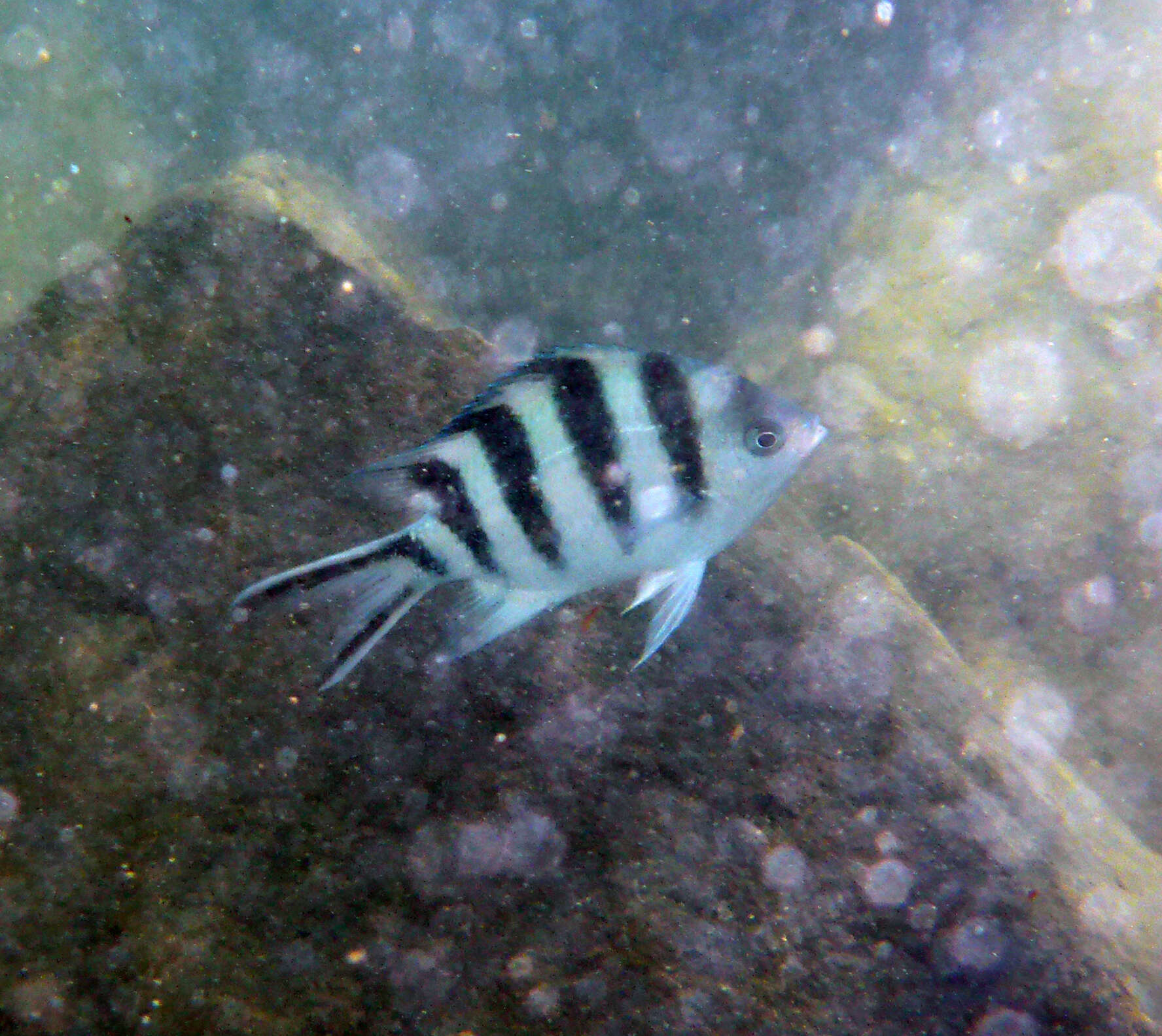 Abudefduf sexfasciatus (Lacepède 1801) resmi