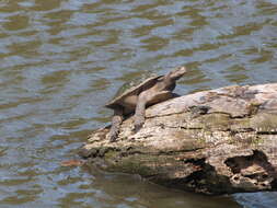 Image of Murray River Turtle