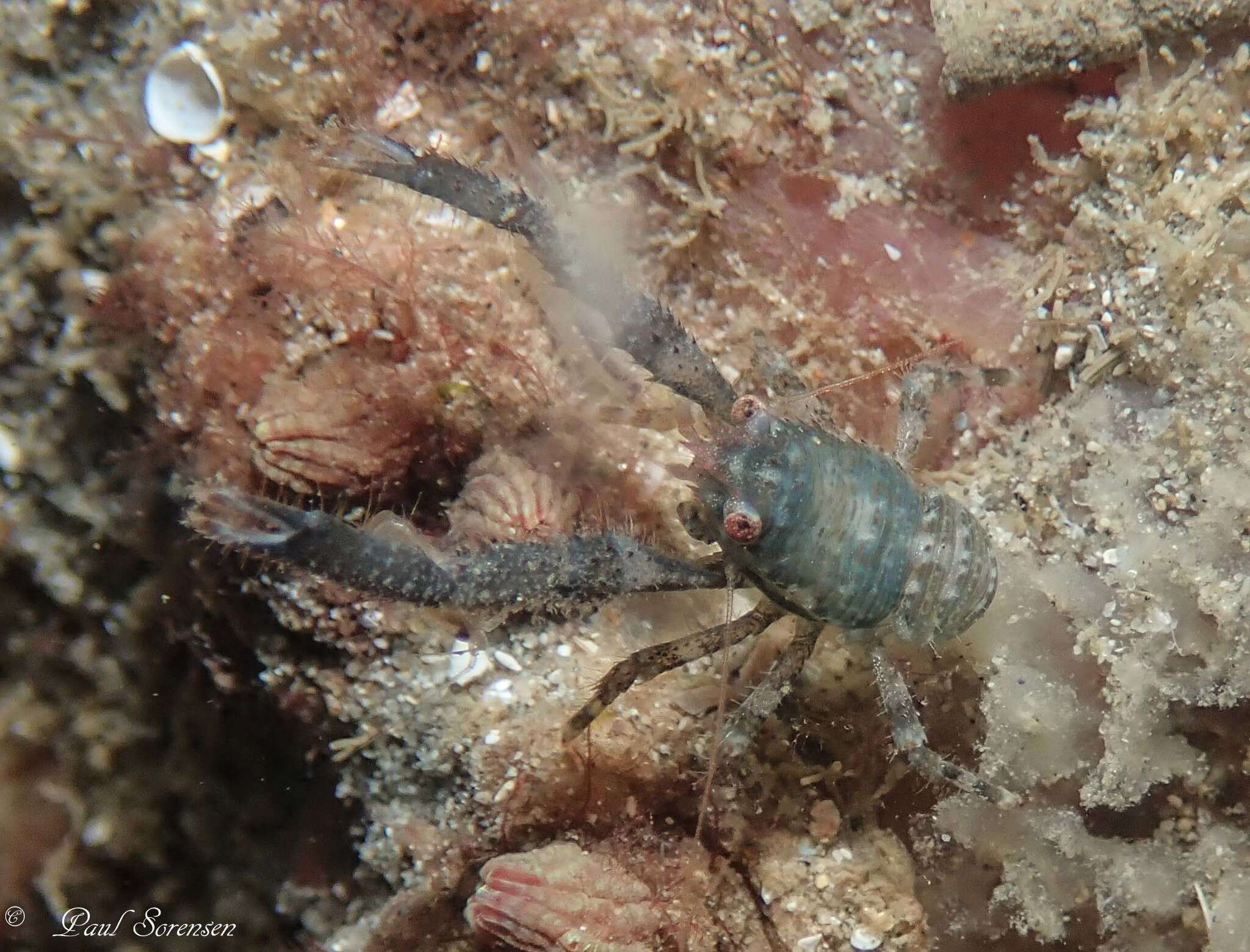 Image of Galathea australiensis Stimpson 1858