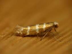 Image of juniper ermine moth