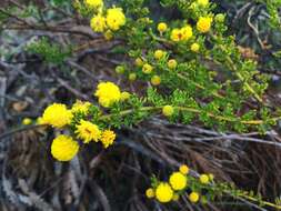 Image of Acacia lasiocarpa var. lasiocarpa