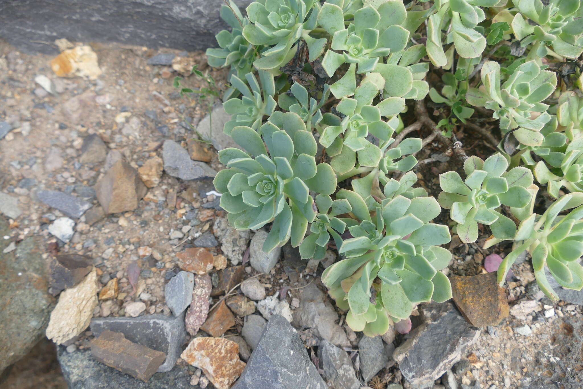 Image of Aeonium castello-paivae C. Bolle