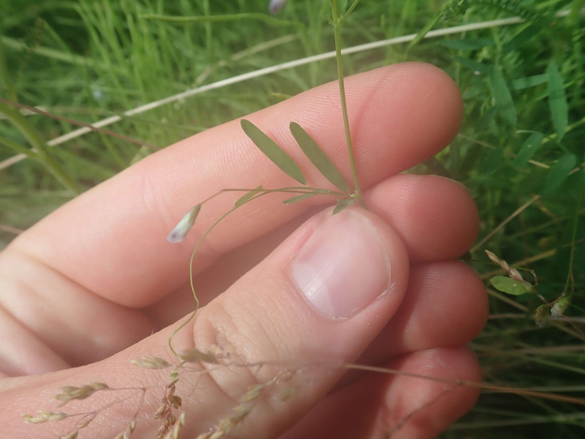 Vicia tetrasperma var. tetrasperma的圖片